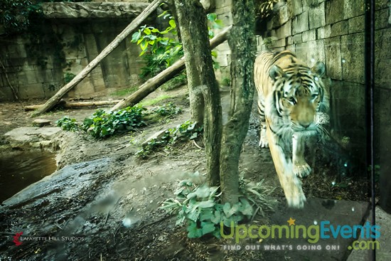 Summer Ale Festival at The Zoo!