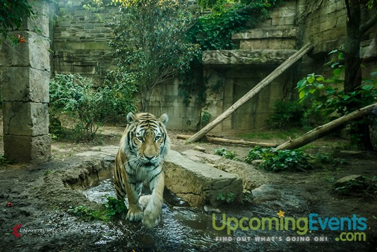 Summer Ale Festival at The Zoo!