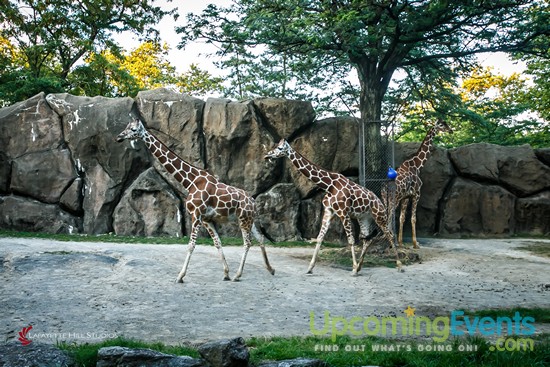 Summer Ale Festival at The Zoo!