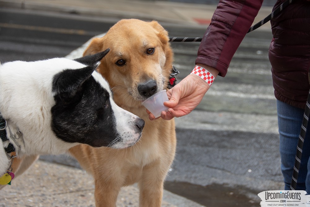 Manayunk Chowder Crawl