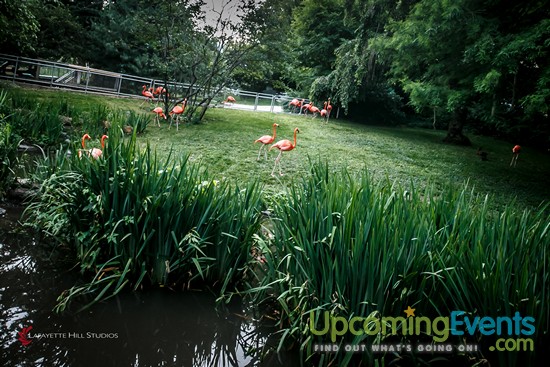 Summer Ale Festival at The Zoo!