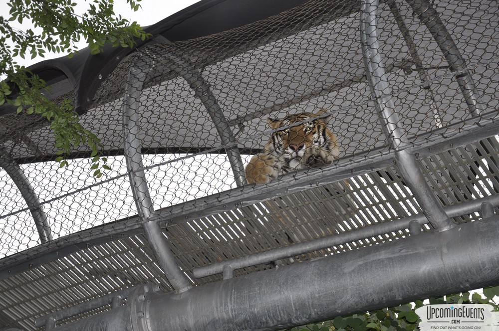 Summer Ale Festival at The Phladelphia Zoo