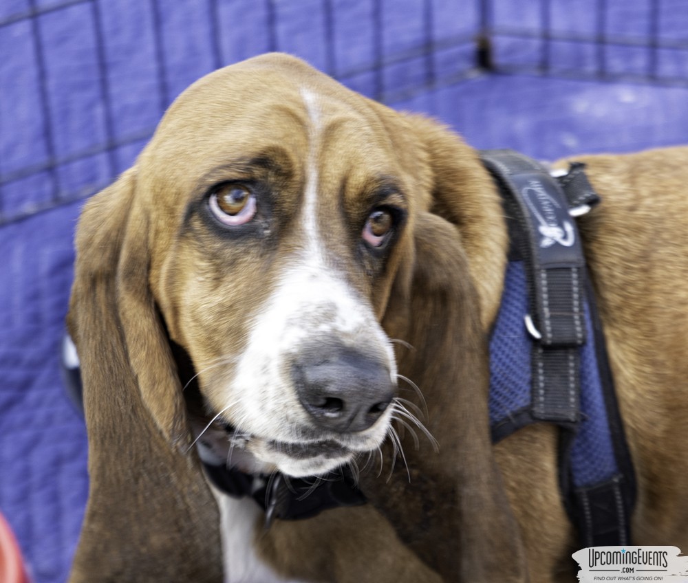 Philly All Star Festival 2019 - Gallery 1