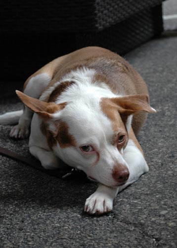 Rittenhouse Row Spring Festival