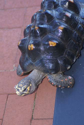 Battleship Blast 2010