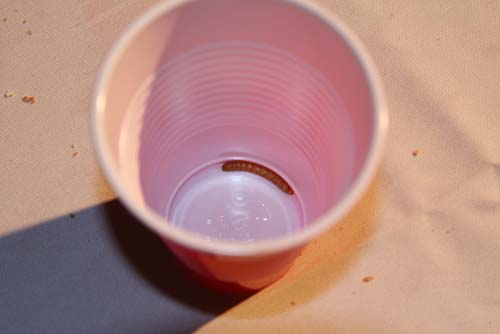 City Chase Philadelphia 2010 - The Race