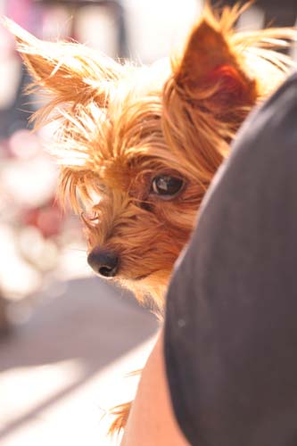 Fall Festival 2010 (Gallery 1)