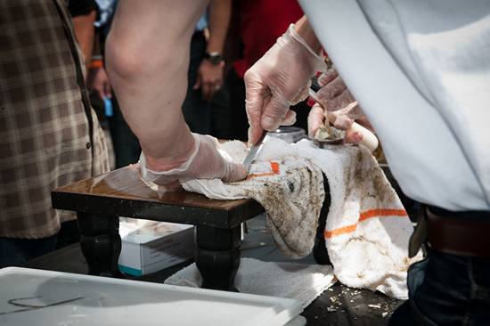 The Philadelphia Craft Beer & Oysterfest (Gallery A)