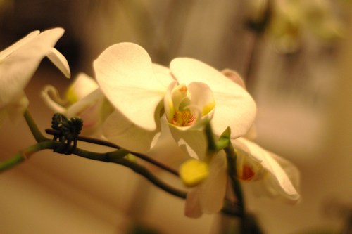 Young Professionals After-Work Networking Happy Hour