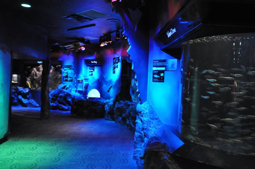 Hot Chocolate @ The Adventure Aquarium