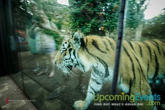 Summer Ale Festival at The Zoo!