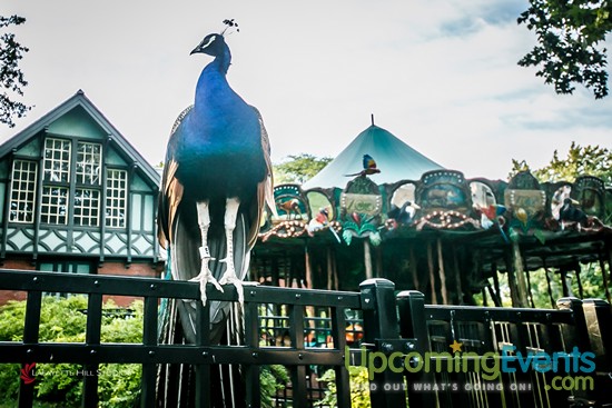Summer Ale Festival at The Zoo!