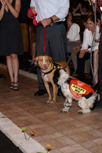 Fashion in Public (Gallery 1)