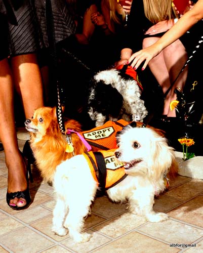 Fashion in Public (Gallery 2)