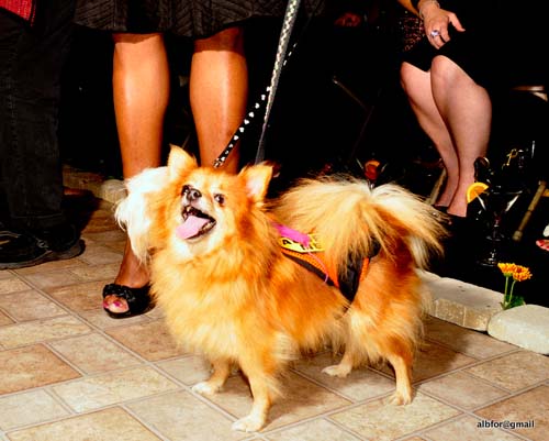 Fashion in Public (Gallery 2)