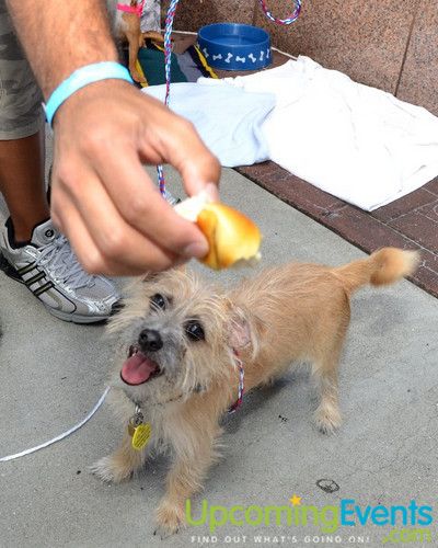 Beerfest @ The Ballpark (Gallery 1)