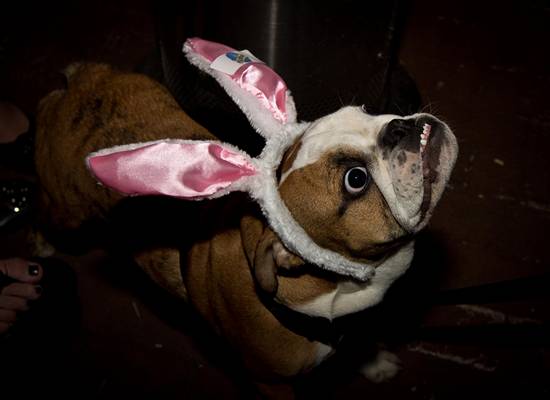 The 2012 Bunny Hop! (Gallery A)
