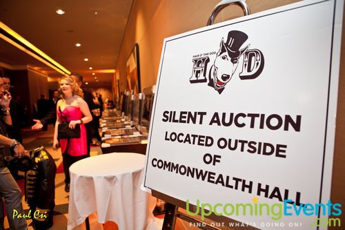 Hair O' The Dog (Gallery B)