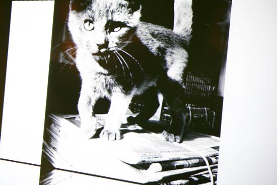 17th Annual Philly Fur Ball