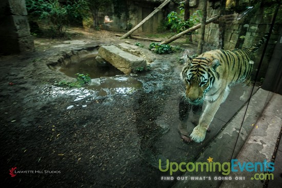 Summer Ale Festival at The Zoo!