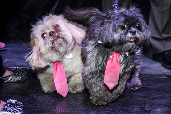 17th Annual Philly Fur Ball