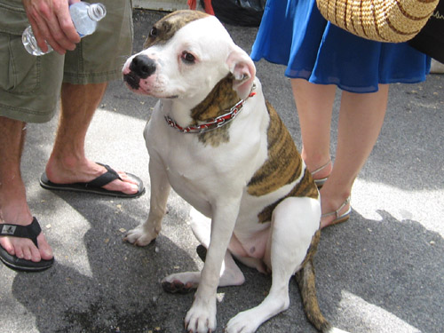 Rittenhouse Row Spring Festival