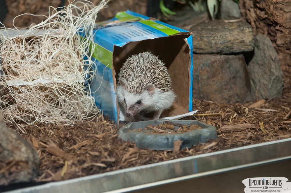 OktoBEARfest at the Philadelphia Zoo