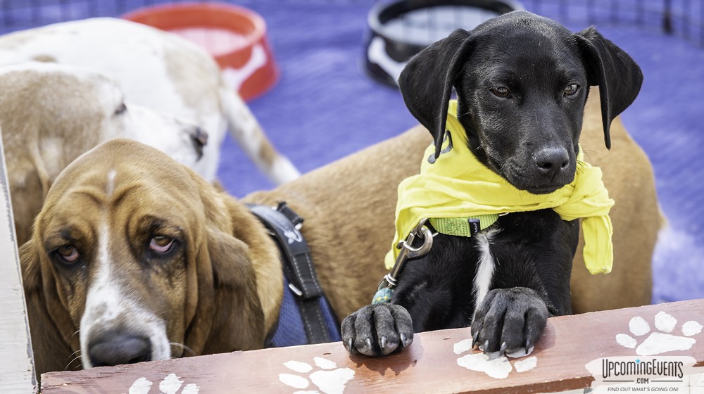 Philly All Star Festival 2019 - Gallery 1