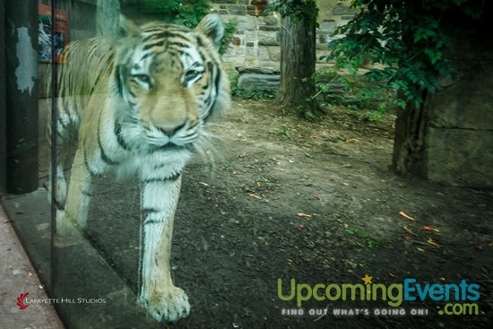 Summer Ale Festival at The Zoo!