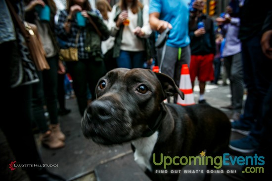 Midtown Festival 2016