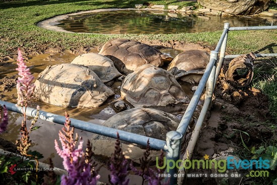 Summer Ale Festival at The Zoo!