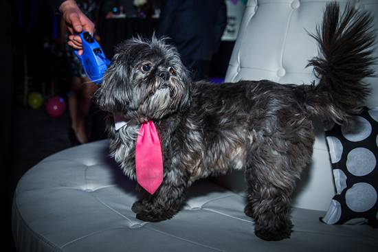 17th Annual Philly Fur Ball