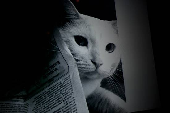 17th Annual Philly Fur Ball