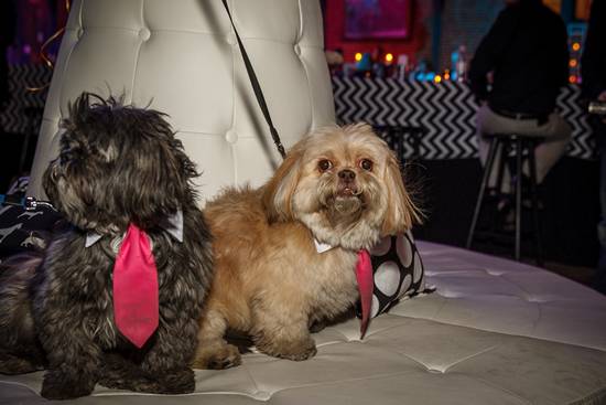 17th Annual Philly Fur Ball