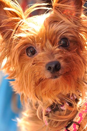 Fall Festival 2010 (Gallery 1)