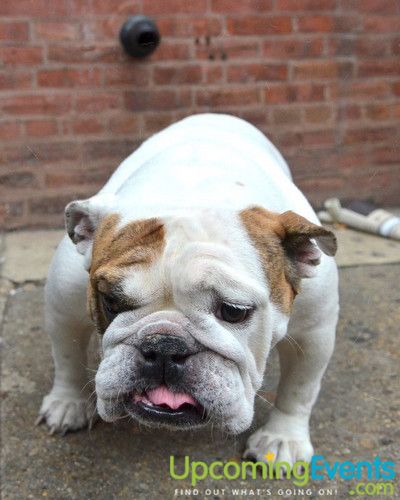 Midtown Festival (Gallery 2)