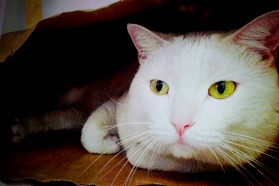 17th Annual Philly Fur Ball