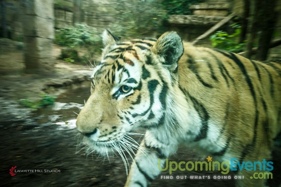 Summer Ale Festival at The Zoo!