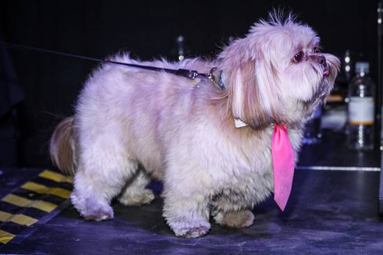 17th Annual Philly Fur Ball