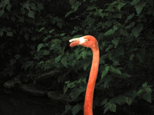 Zoobilee 2009: Birds in Paradise