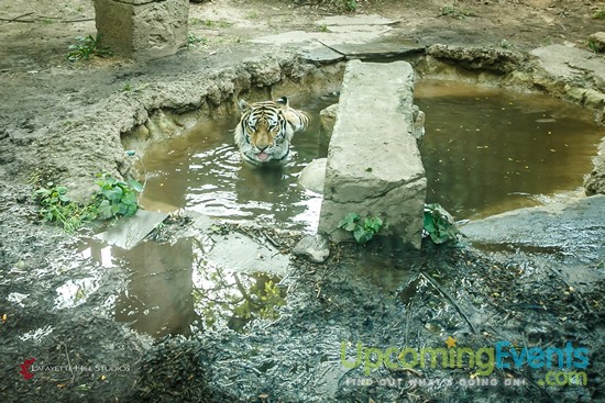 Summer Ale Festival at The Zoo!