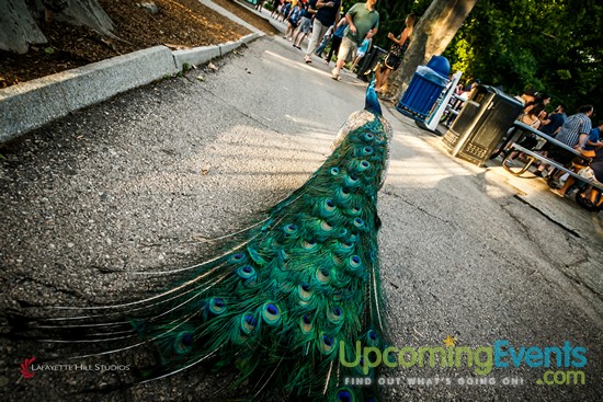 Summer Ale Festival at The Zoo!
