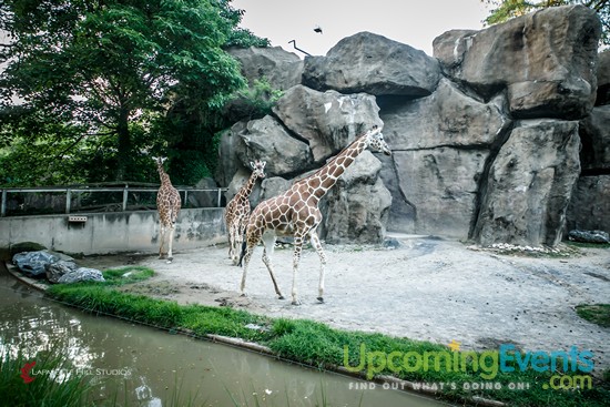 Summer Ale Festival at The Zoo!