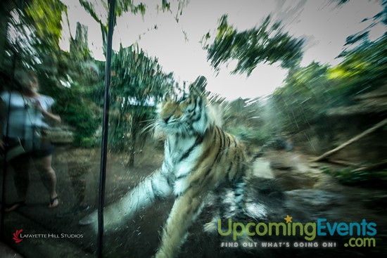 Summer Ale Festival at The Zoo!