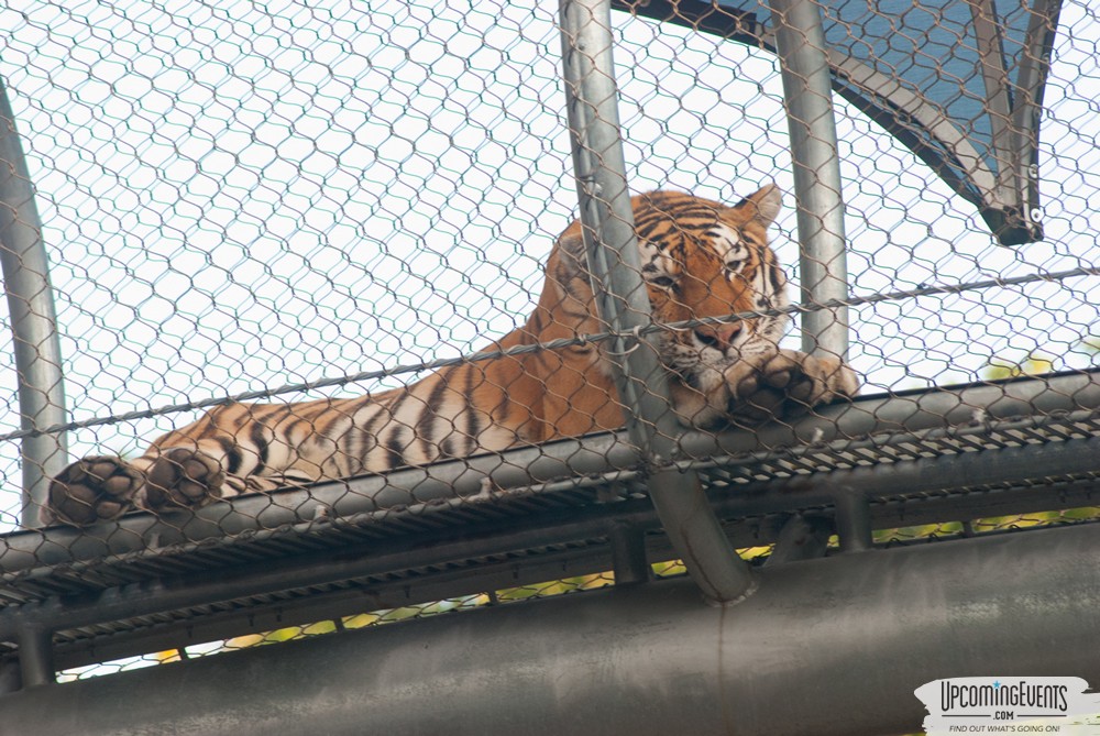 OktoBEARfest at the Philadelphia Zoo
