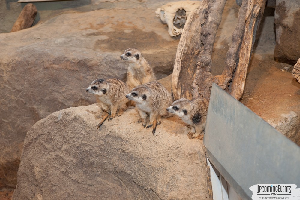 OktoBEARfest at the Philadelphia Zoo
