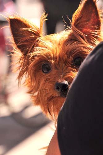 Fall Festival 2010 (Gallery 1)