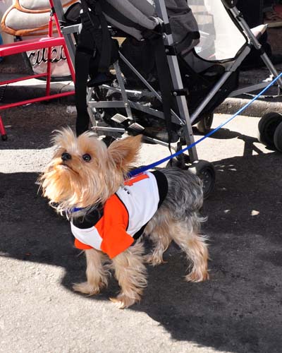 Fall Festival 2010 (Gallery 1)