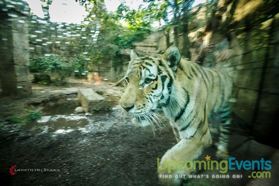 Summer Ale Festival at The Zoo!