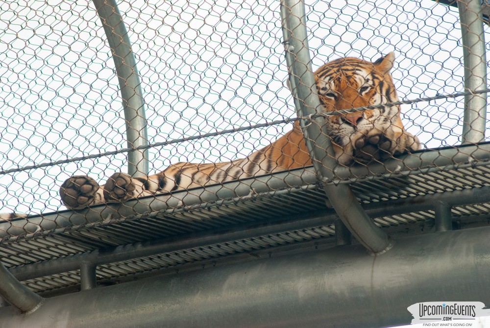 OktoBEARfest at the Philadelphia Zoo